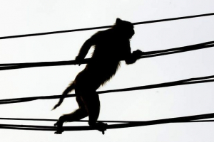 Monkey de-energizirana kenija tri sata Monkey de-energizirana kenija tri sata